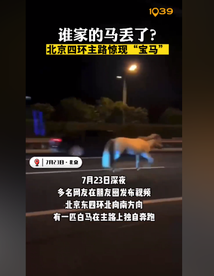 ,北京東四環(huán)北向南方向,一匹白馬在主路上獨(dú)自奔跑,從這匹白馬的外觀來(lái)看,疑似是從馬場(chǎng)等地走失的馬匹。 ,北京東四環(huán)北向南方向,一匹白馬在主路上獨(dú)自奔跑,從這匹白馬的外觀來(lái)看,疑似是從馬場(chǎng)等地走失的馬匹。