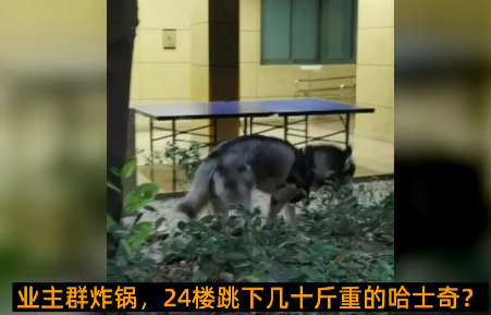 京云<a href=http://www.shengmiao.com.cn/team/ target=_blank class=infotextkey>律師</a>解讀：從天而降的哈士奇，砸傷路人誰擔責？